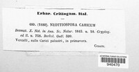 Neottiospora caricum image